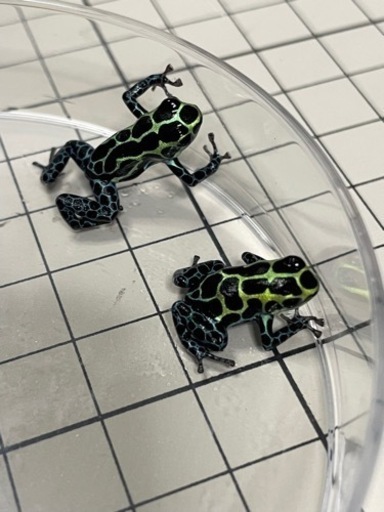 ヤドクガエル  バリアビリス サザン