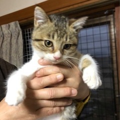 3ヶ月半位人慣れしてる男の子です。トライアル期間予定