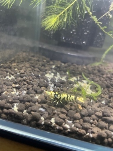 ブラックレガリアレックスの最高峰です、