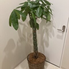 観葉植物　大型