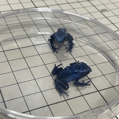 コバルトヤドクガエル  アズレウス