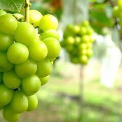 🍇ぶどう園での農作業です🍇スキマ時間に農作業を楽しみましょう🎵