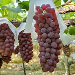 🍇ぶどう園での農作業です🍇スキマ時間に農作業を楽しみましょう🎵の画像