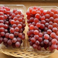 🍇ぶどう園での農作業です🍇スキマ時間に農作業を楽しみましょう🎵の画像