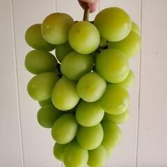 🍇ぶどう園での農作業です🍇スキマ時間に農作業を楽しみましょう🎵の画像