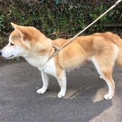前飼育者が高齢で病気入院する事になりまして飼育できなくなったので...