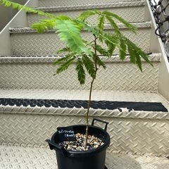 エバーフレッシュ(鉢つき) 観葉植物の画像