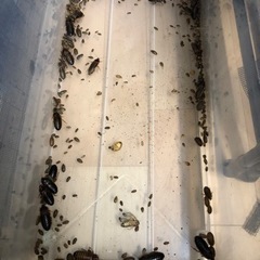 デュビア　飼育セット