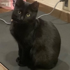 かわいいクロネコの女の子！里親募集中です