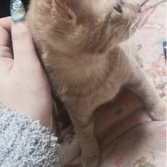 子猫