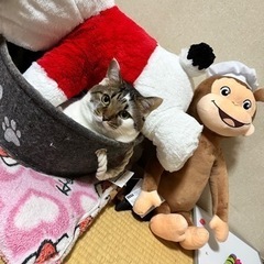 甘えん坊の男のです。 - 座間市