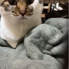 甘えん坊の男のです。 - 猫