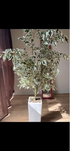 【美品】観葉植物　フェイクとハンガーラック　ニトリ