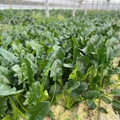 法連草収穫や仕訳