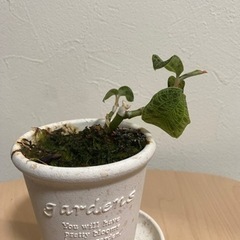ジュエルオーキッド　観葉植物の画像