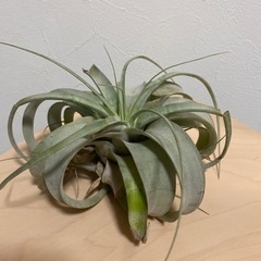 キセログラフィカ　観葉植物　エアープランツ