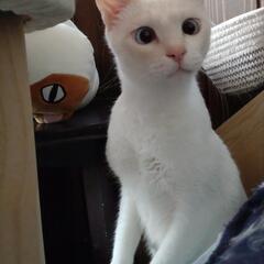 ありがとうございます！ねこまっぷさん経由で里親様決まりました！白...