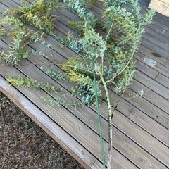 ミモザの木の画像