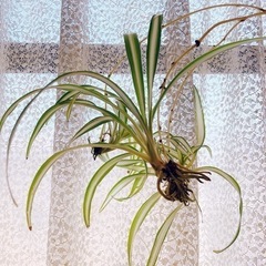 観葉植物 オリヅルラン 子株② (お譲り先決まりました)