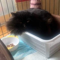 甘えん坊さん　　ふさふさです