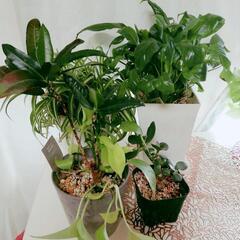 観葉植物セット