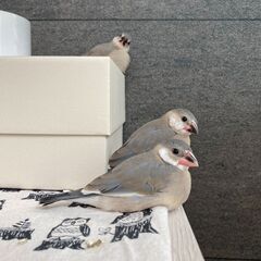 桜文鳥のヒナ3羽の里親さん募集