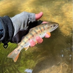 渓流釣りいきませんか！