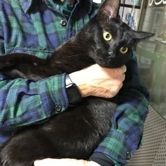 黒猫　差し上げます。