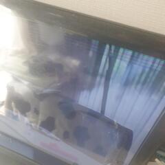 テレビ無料で差し上げますの画像