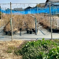 ブルーベリー苗木　鉢植え　無料