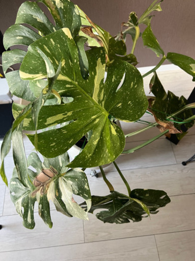 観葉植物　10号