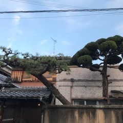 庭木の剪定、草刈り等 - 岩出市