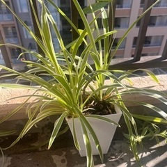 観葉植物　パキラとオリヅルラン
