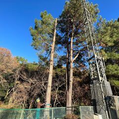 ☆無料！薪ストーブ原木配布中(^^♪☆磐田市発☆伐採☆剪定☆承ります！ - 剪定/造園