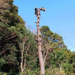☆無料！薪ストーブ原木配布中(^^♪☆磐田市発☆伐採☆剪定☆承ります！ − 静岡県