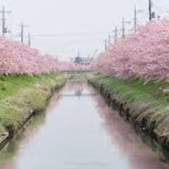 ３月１１日（土）アナ場のかわづざくら久喜市鷲宮地区青毛堀川沿いの...