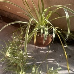 観葉植物　オリヅルラン