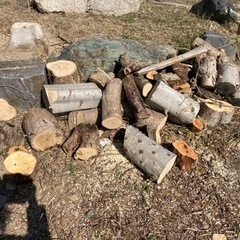 庭の枯れ木　枝　ざっくり縛りました。