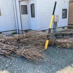 庭の枯れ木　枝　ざっくり縛りました。の画像
