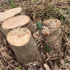 庭の枯れ木　枝　ざっくり縛りました。の画像