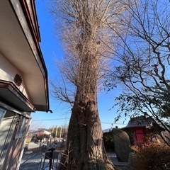 銀杏の立木、樹齢200年以上