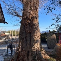 銀杏の立木、樹齢200年以上の画像