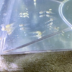 【★ウーパールーパーの赤ちゃん】の画像