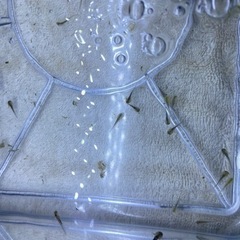 【★ウーパールーパーの赤ちゃん】の画像