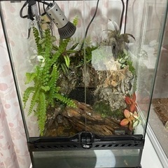 【最終値下げ】アクアテラリウム一式