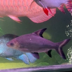 【アロワナ混泳】シルバーシャーク　30〜35㎝前後の画像