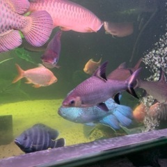 【アロワナ混泳】シルバーシャーク　30〜35㎝前後の画像