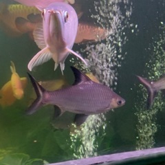 【アロワナ混泳】シルバーシャーク　30〜35㎝前後の画像