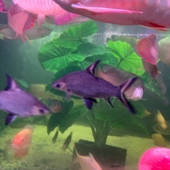 【アロワナ混泳】シルバーシャーク　30〜35㎝前後の画像