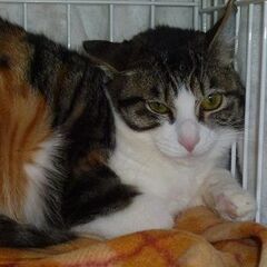 とても綺麗な甘えん坊の三毛猫！
